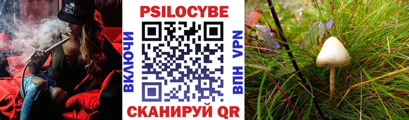 Псилоцибиновые грибы Psilocybe  Купить где  Апшеронск 